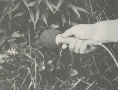 Picture